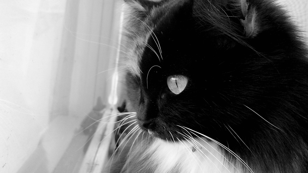 Black and White Cat for 1280 x 720 HDTV 720p resolution