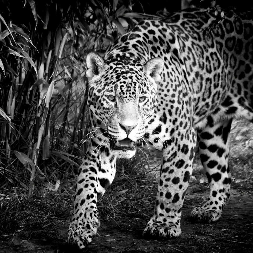 Black and White Jaguar for 1024 x 1024 iPad resolution