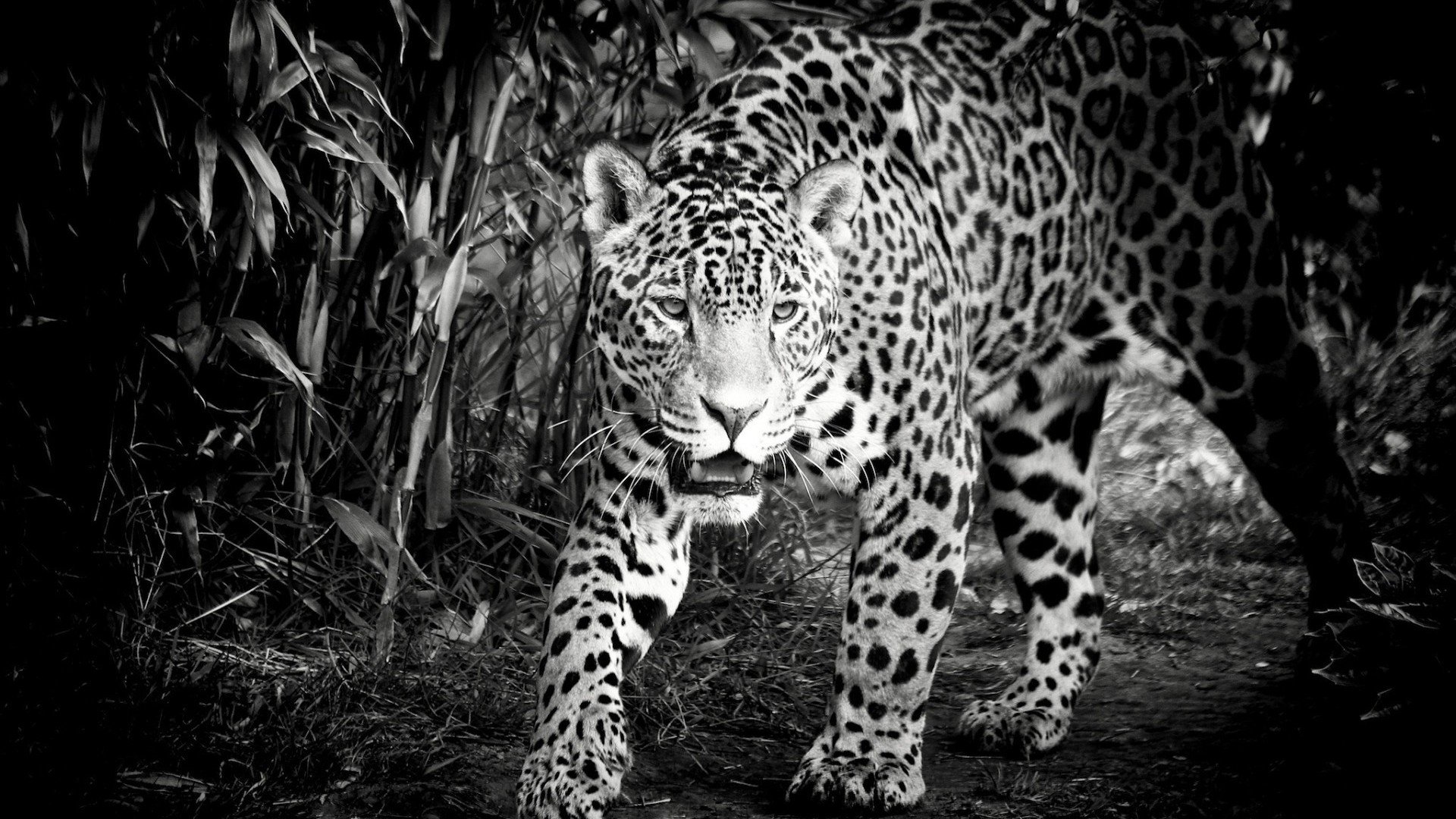 Black and White Jaguar for 1920 x 1080 HDTV 1080p resolution