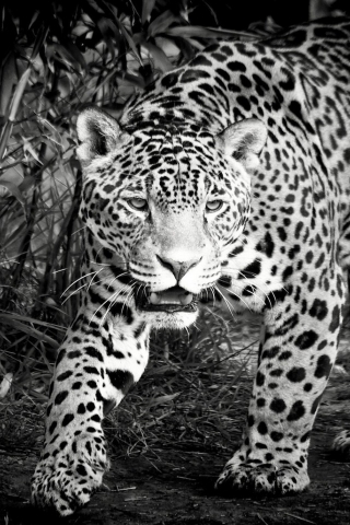 Black and White Jaguar for 320 x 480 iPhone resolution