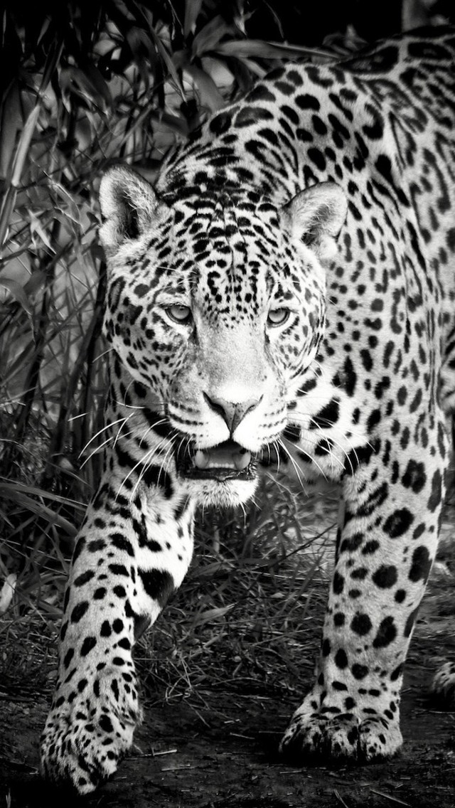 Black and White Jaguar for 640 x 1136 iPhone 5 resolution