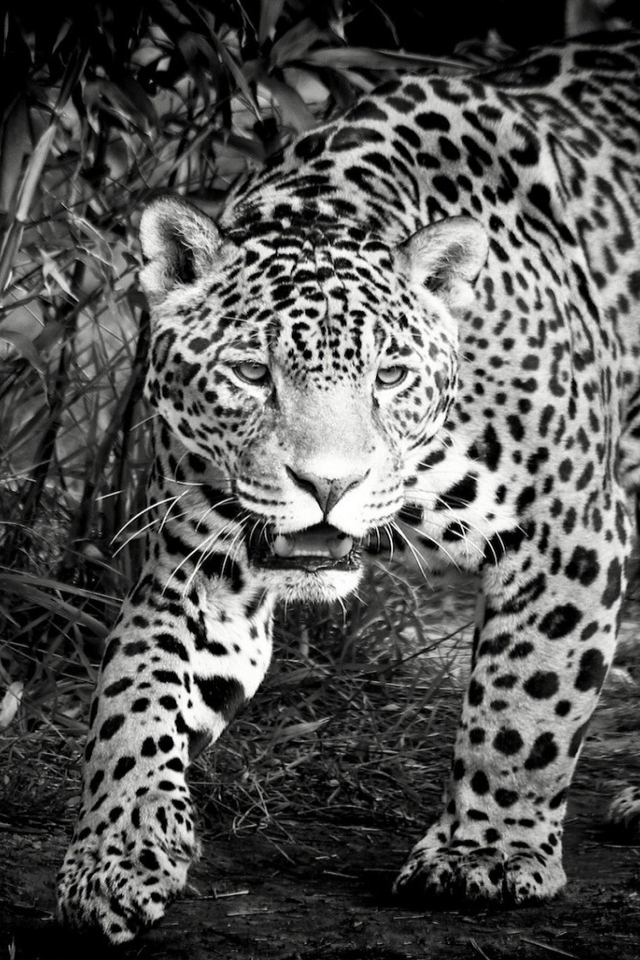 Black and White Jaguar for 640 x 960 iPhone 4 resolution
