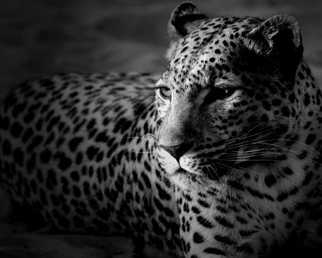 Black and White Leopard for 1280 x 1024 resolution