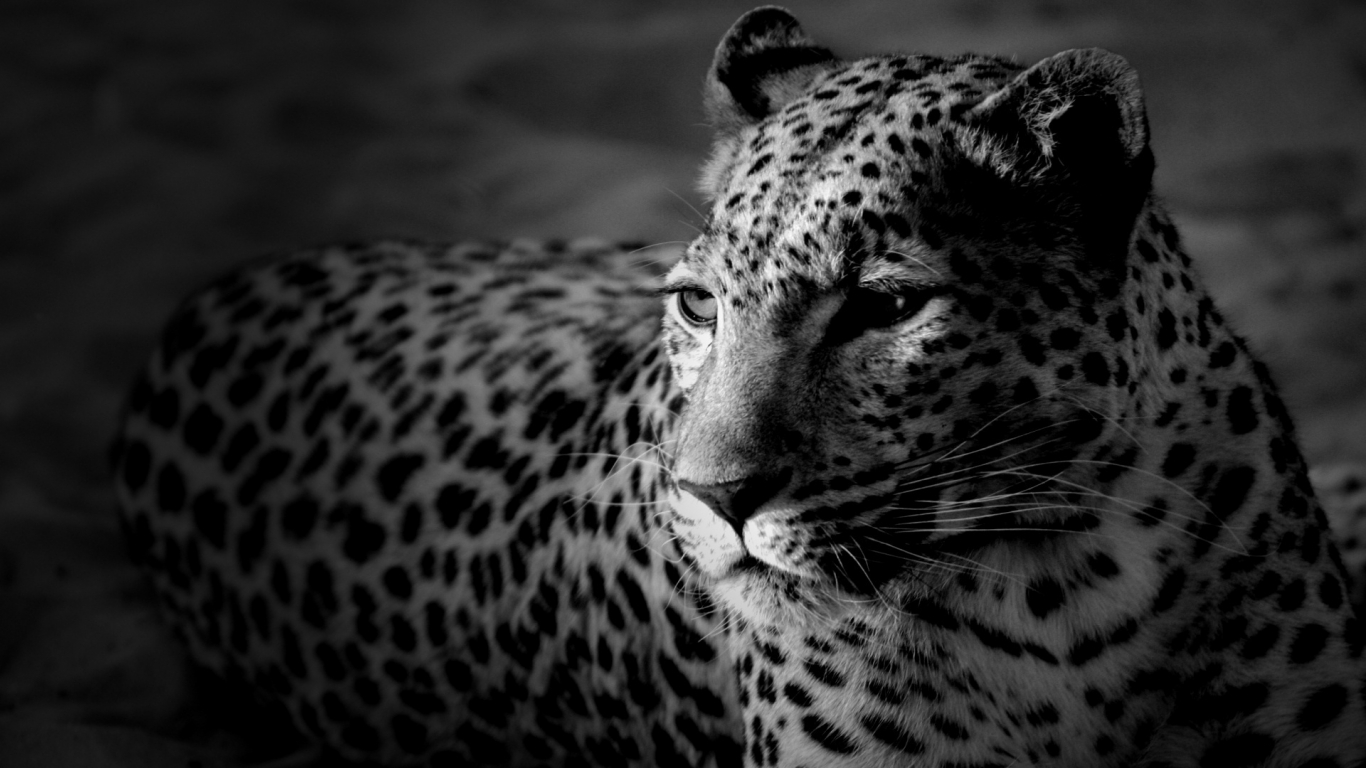 Black and White Leopard for 1366 x 768 HDTV resolution