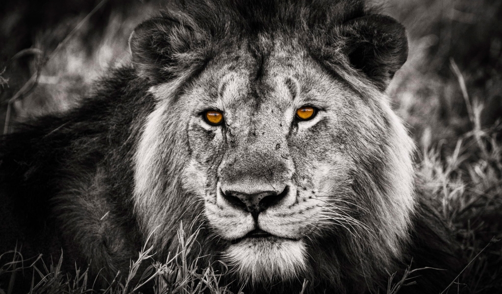 Black and White Lion Portrait for 1024 x 600 widescreen resolution