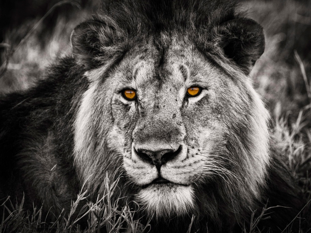 Black and White Lion Portrait for 1024 x 768 resolution