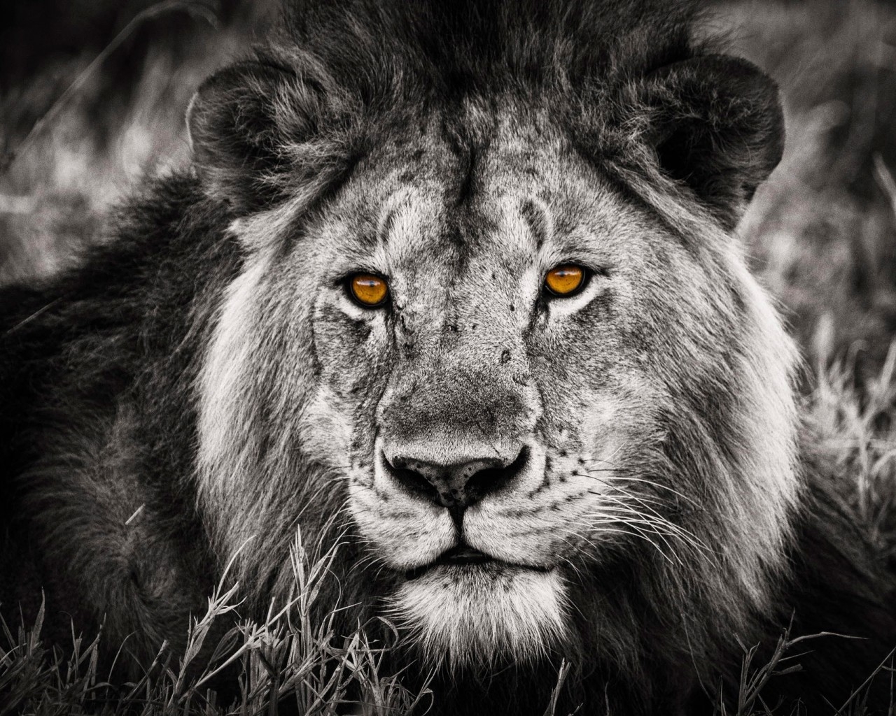 Black and White Lion Portrait for 1280 x 1024 resolution