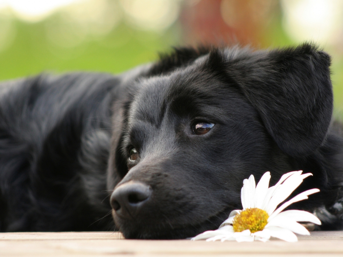 Black Beautiful Dog for 1152 x 864 resolution