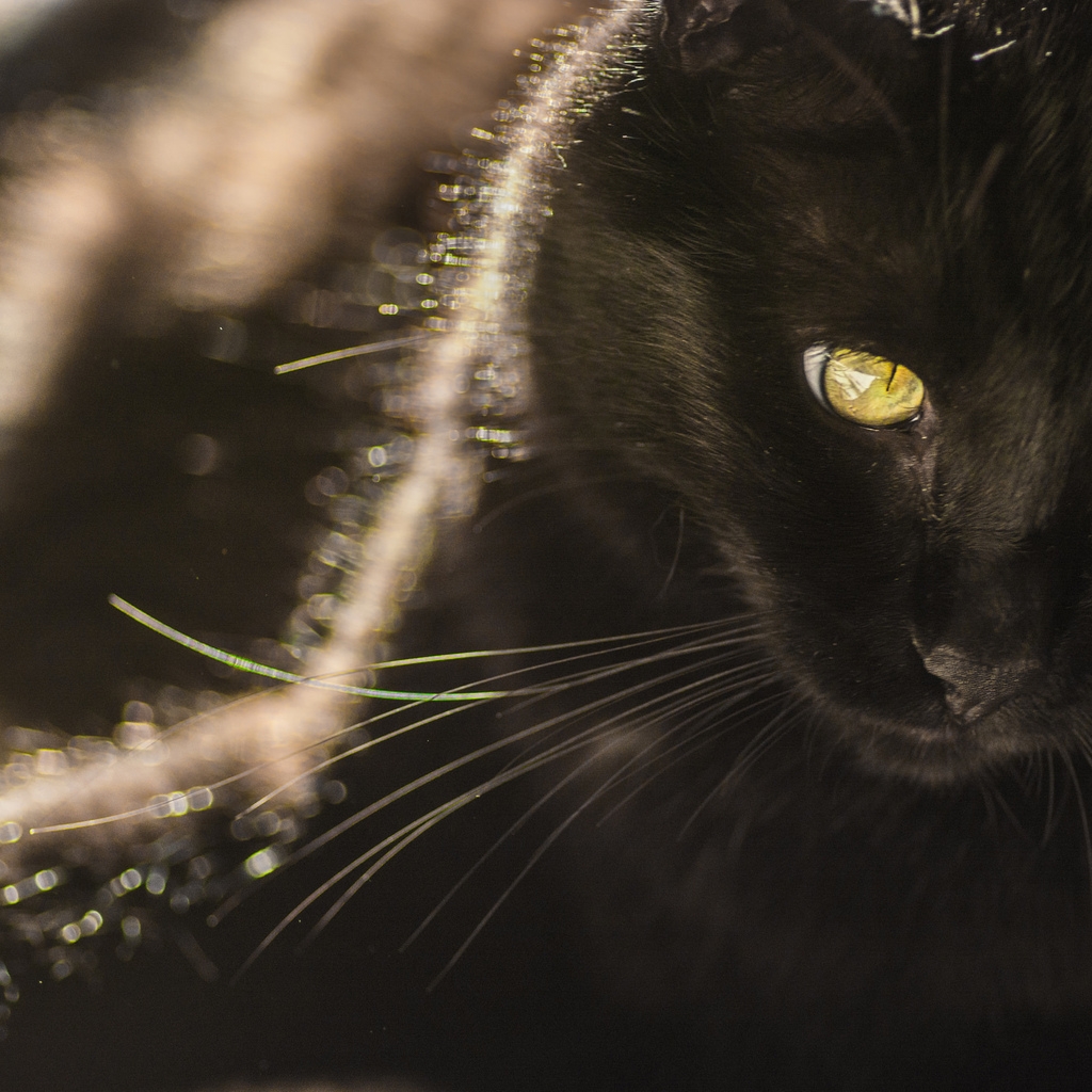 Black Cat with Yellow Eyes for 1024 x 1024 iPad resolution