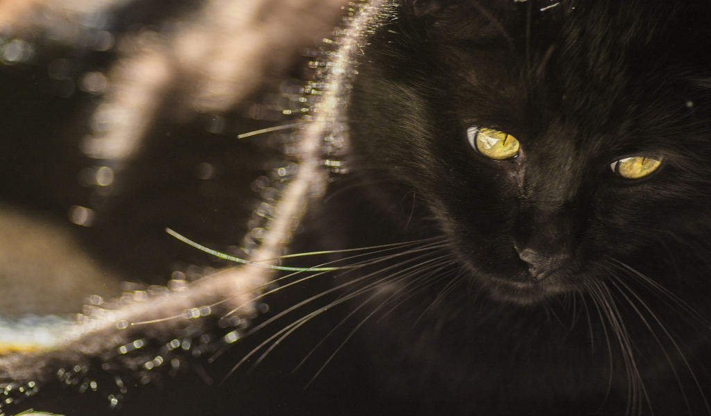 Black Cat with Yellow Eyes for 1024 x 600 widescreen resolution