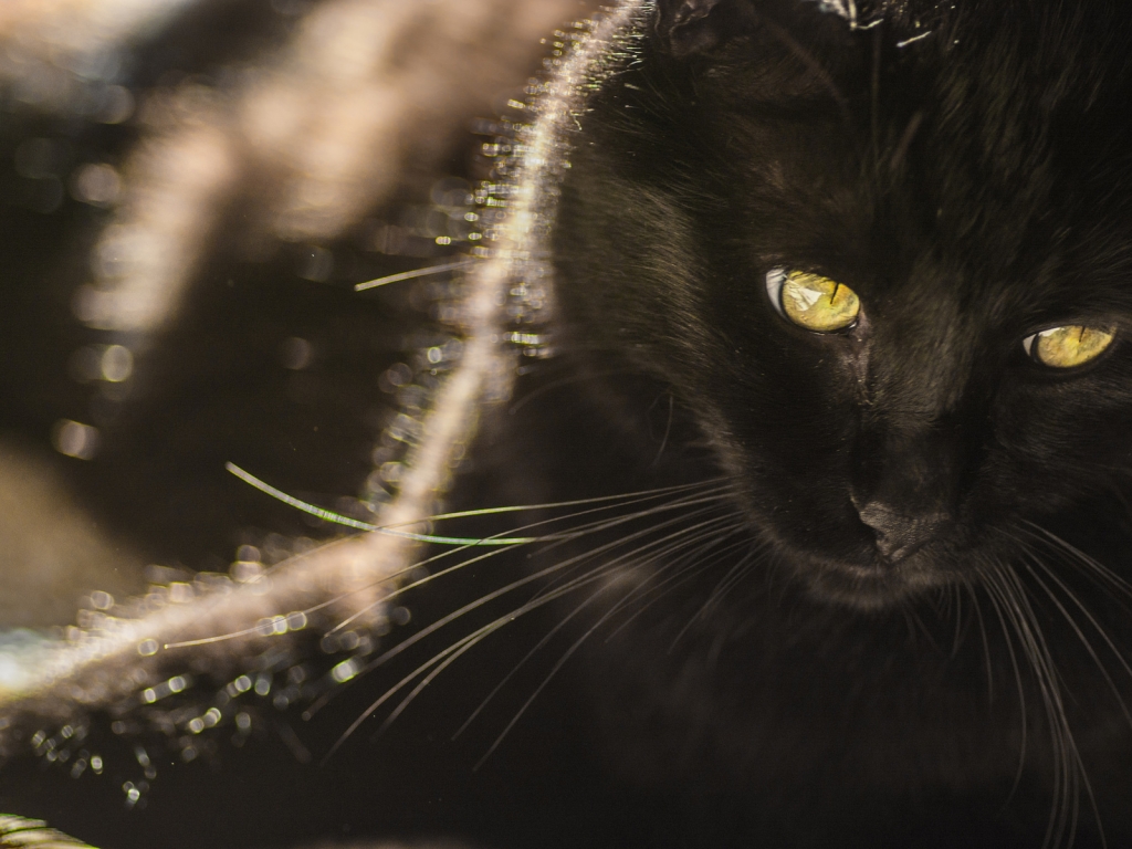 Black Cat with Yellow Eyes for 1024 x 768 resolution