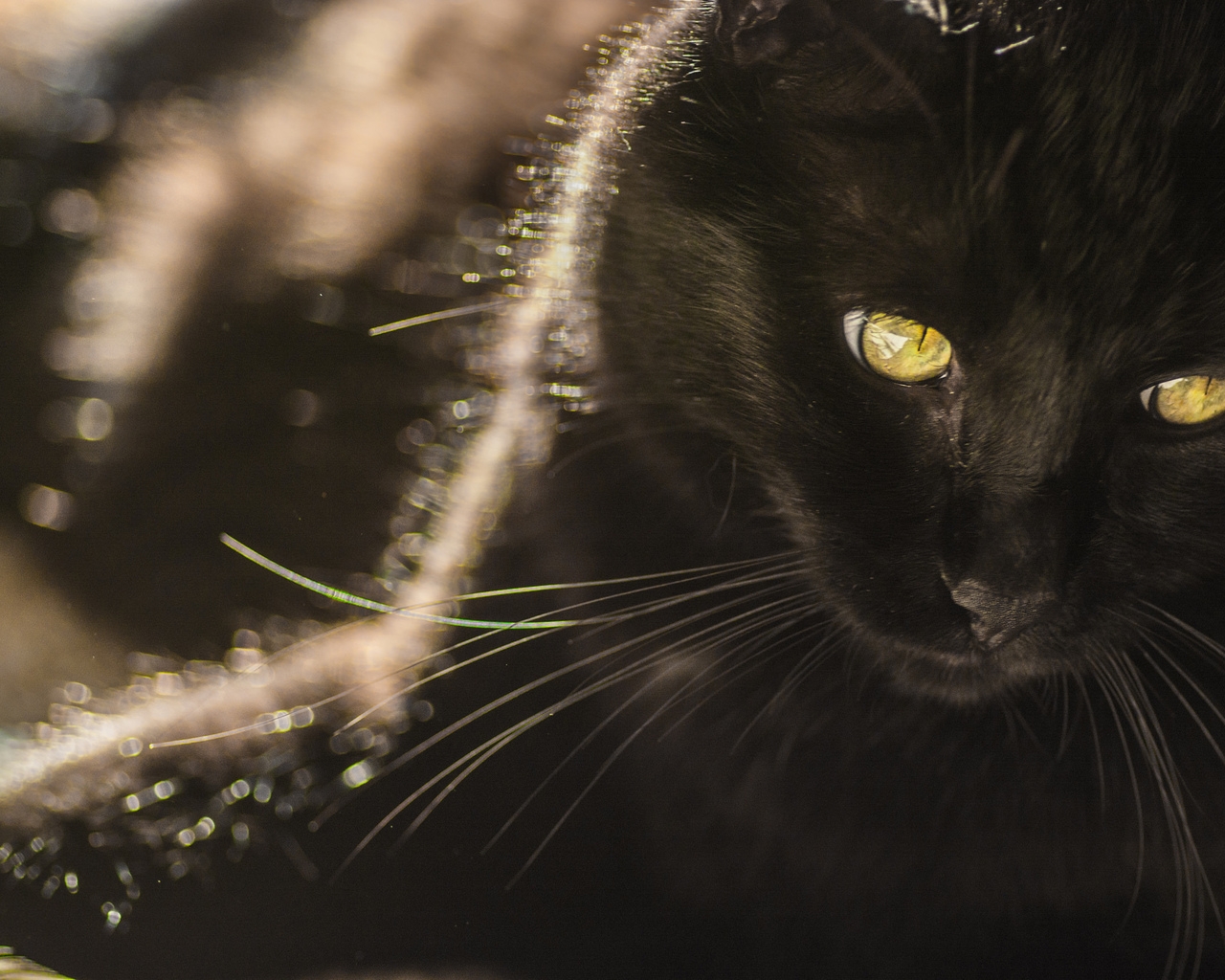 Black Cat with Yellow Eyes for 1280 x 1024 resolution