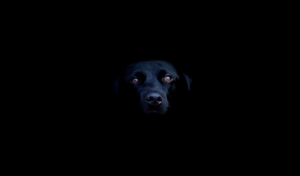 Black dog for 1024 x 600 widescreen resolution