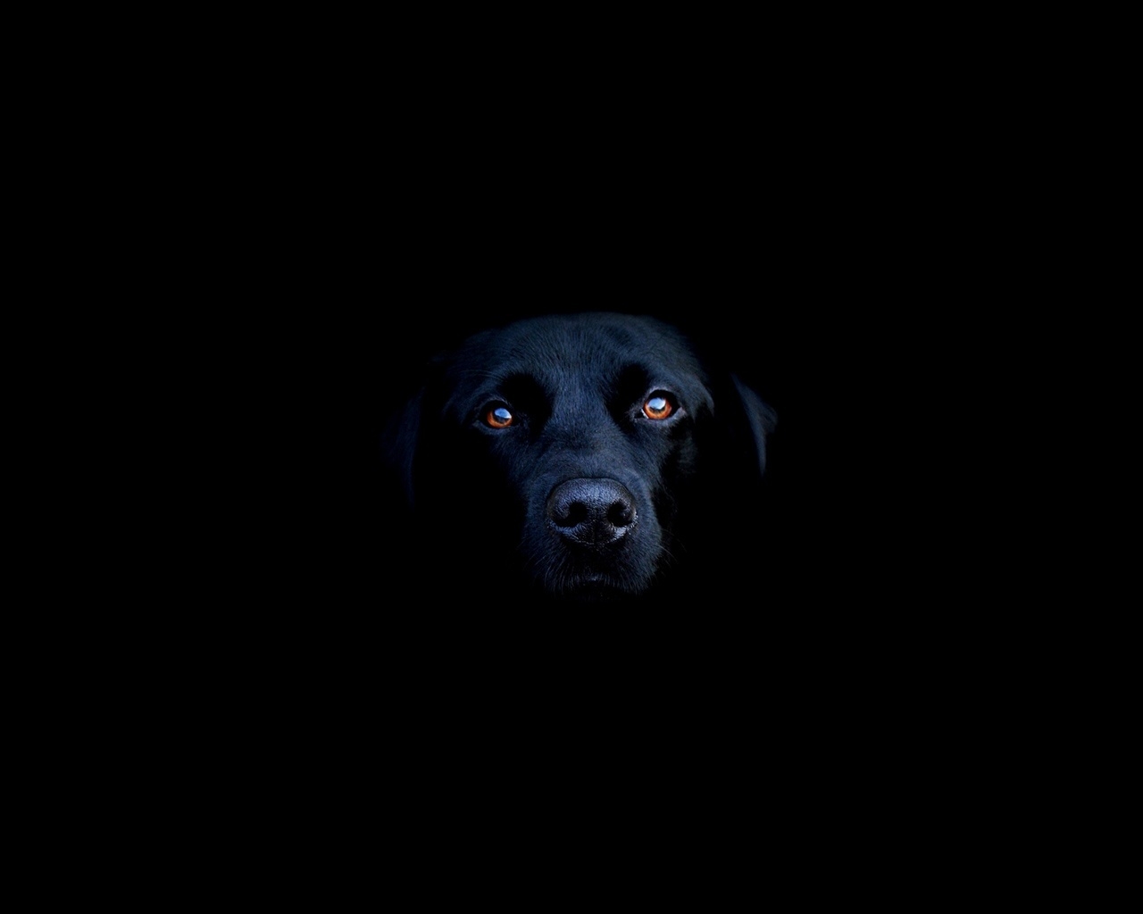 Black dog for 1280 x 1024 resolution