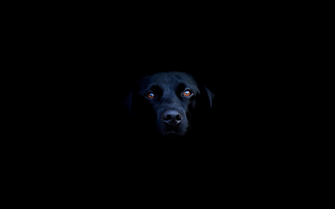 Black dog for 1280 x 800 widescreen resolution