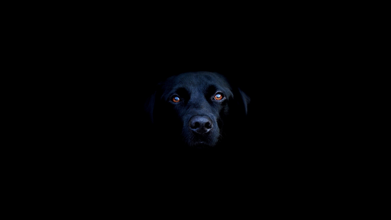 Black dog for 1366 x 768 HDTV resolution