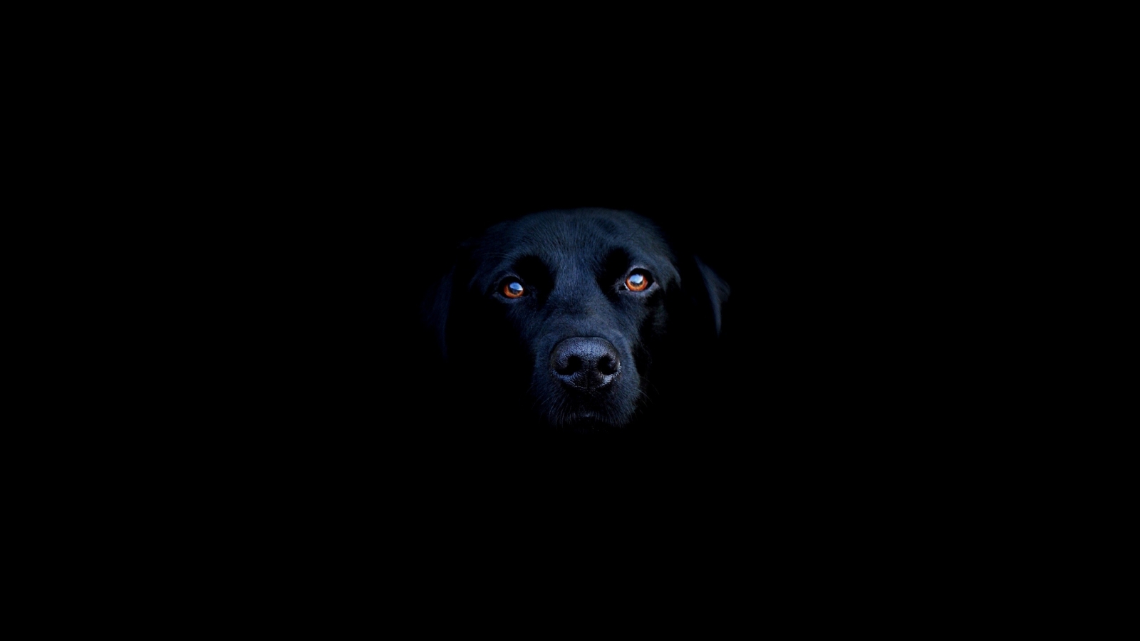 Black dog for 1600 x 900 HDTV resolution
