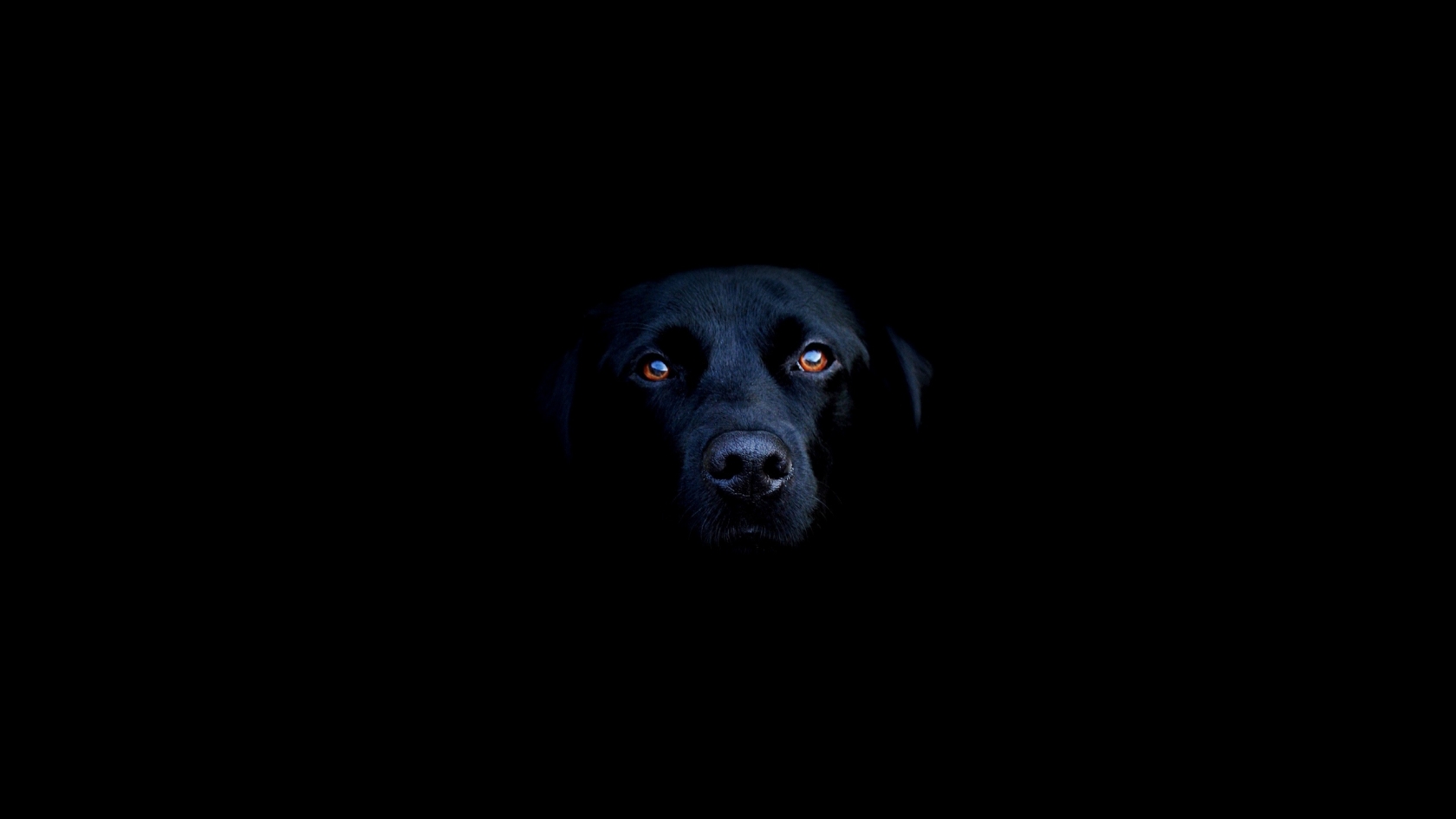 Black dog for 1680 x 945 HDTV resolution