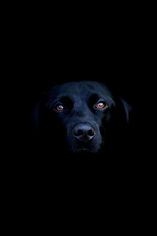 Black dog for 320 x 480 iPhone resolution