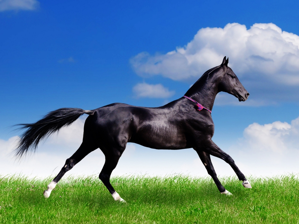 Black Horse for 1024 x 768 resolution