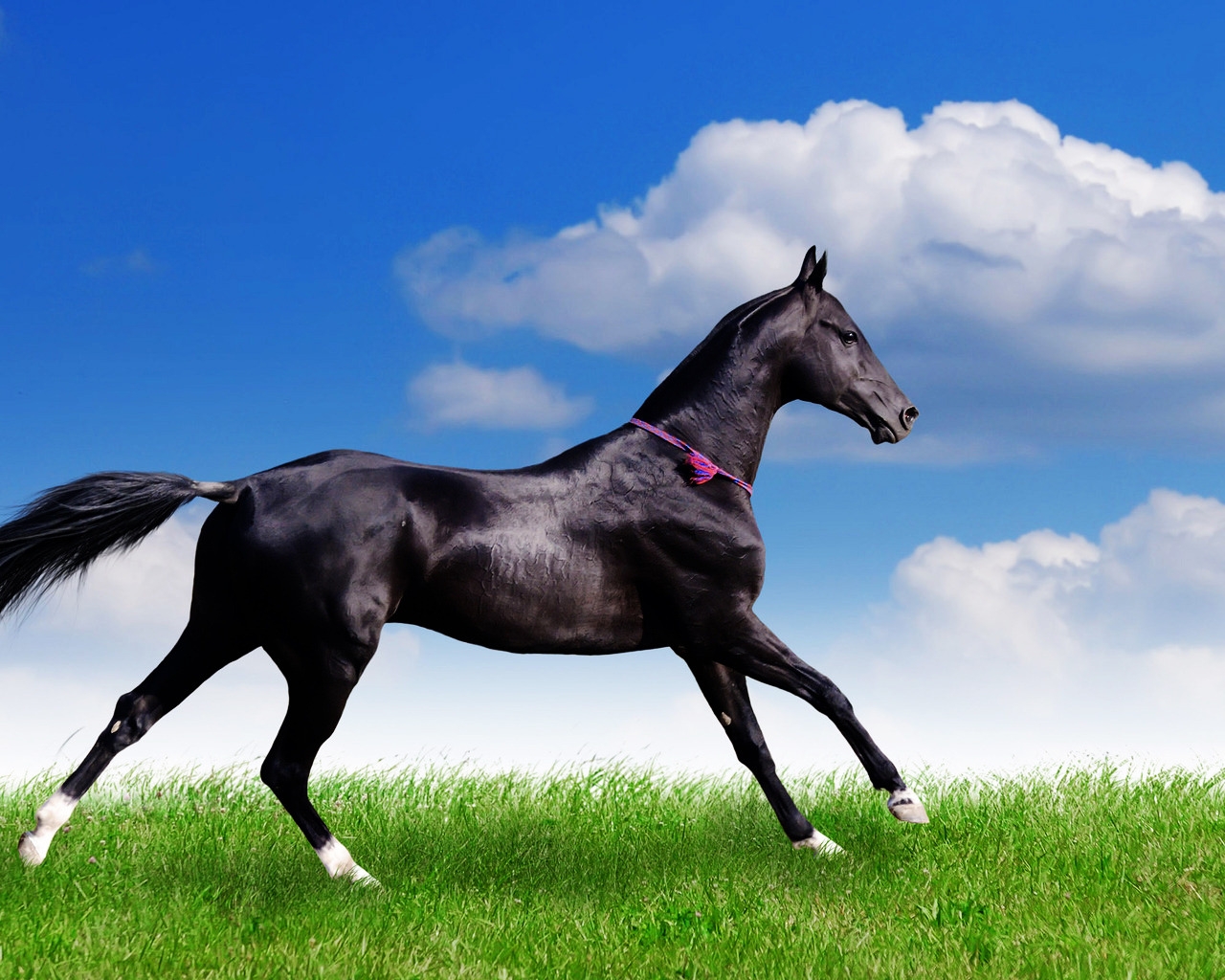 Black Horse for 1280 x 1024 resolution