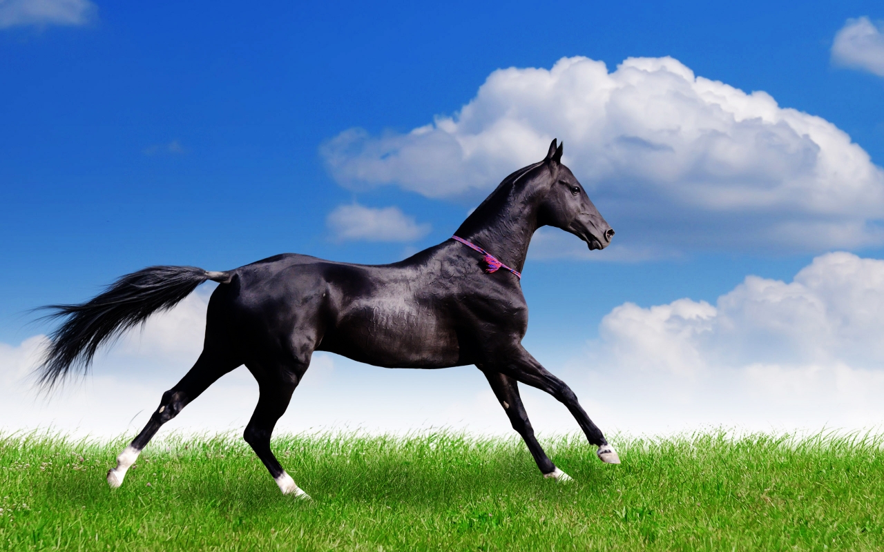 Black Horse for 1280 x 800 widescreen resolution
