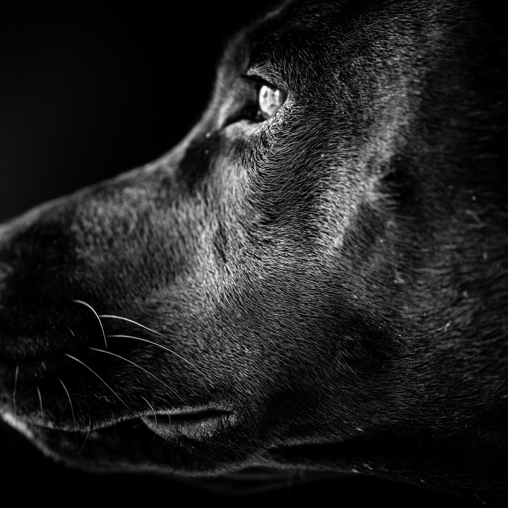 Black Labrador Profile for 1024 x 1024 iPad resolution
