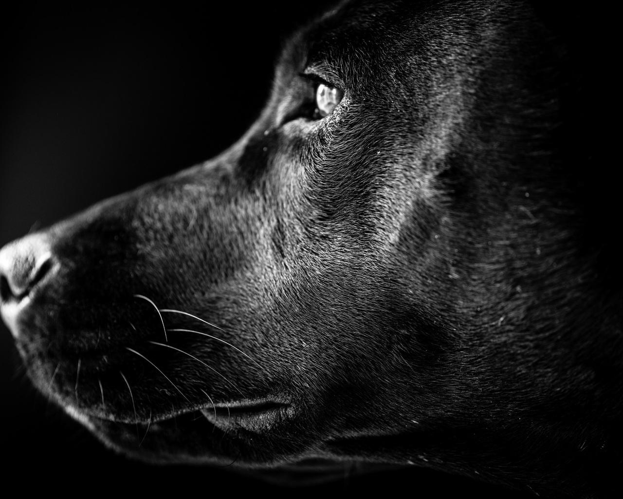 Black Labrador Profile for 1280 x 1024 resolution