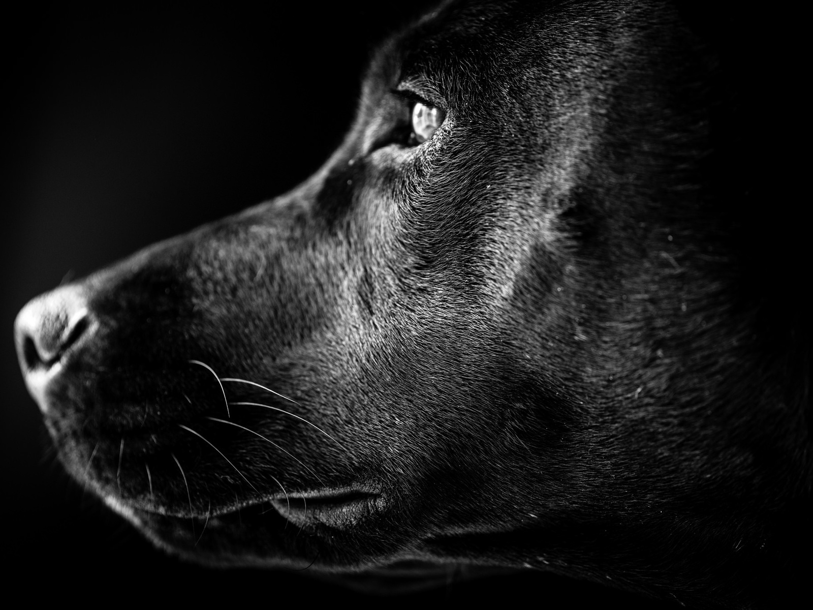 Black Labrador Profile for 1600 x 1200 resolution