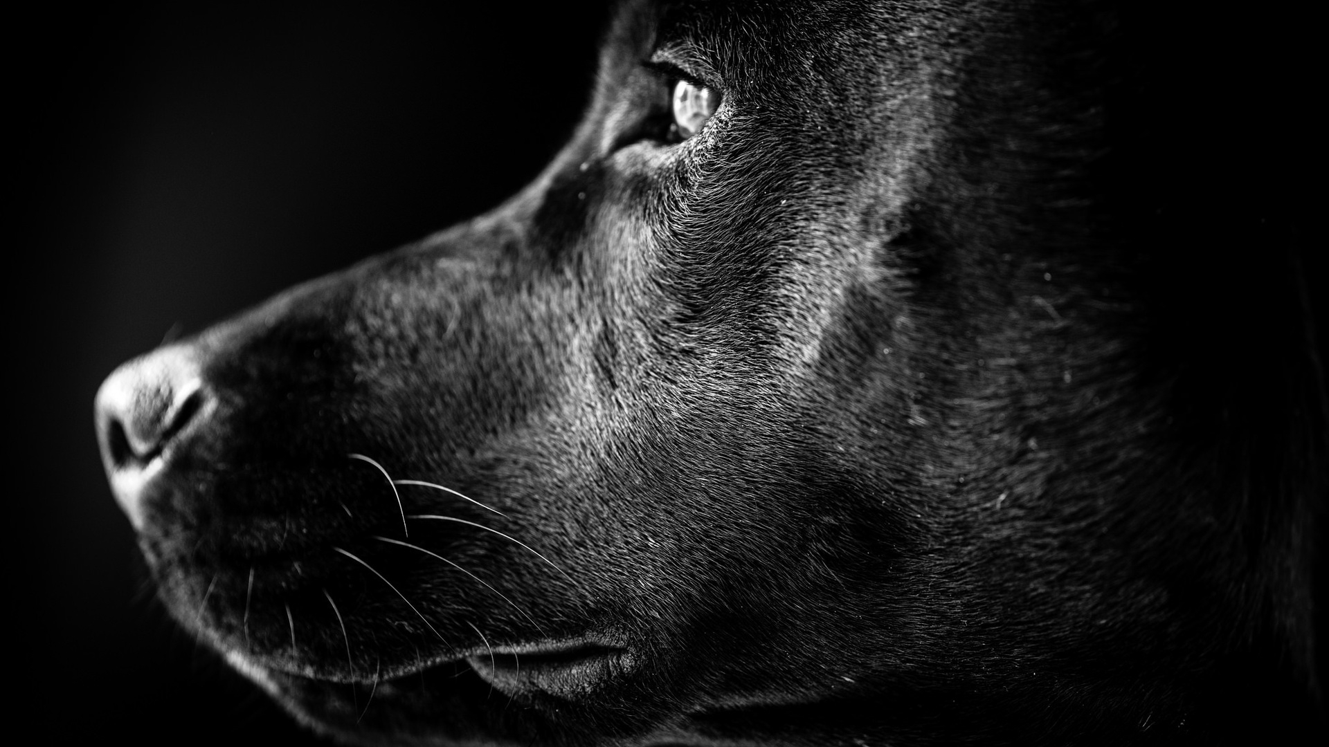 Black Labrador Profile for 1920 x 1080 HDTV 1080p resolution