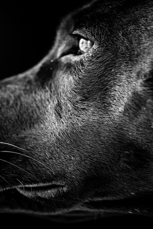 Black Labrador Profile for 640 x 960 iPhone 4 resolution