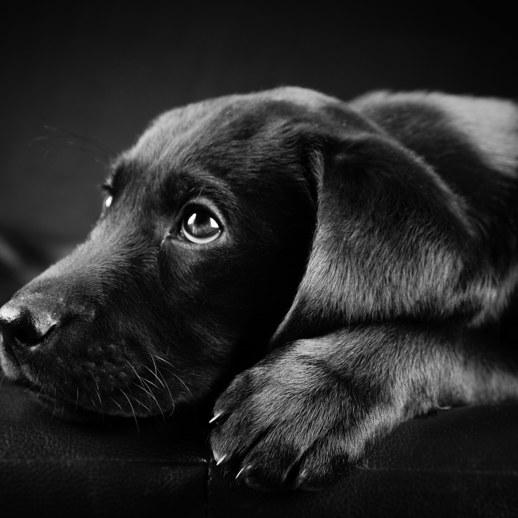 Black Labrador Puppy for 1024 x 1024 iPad resolution