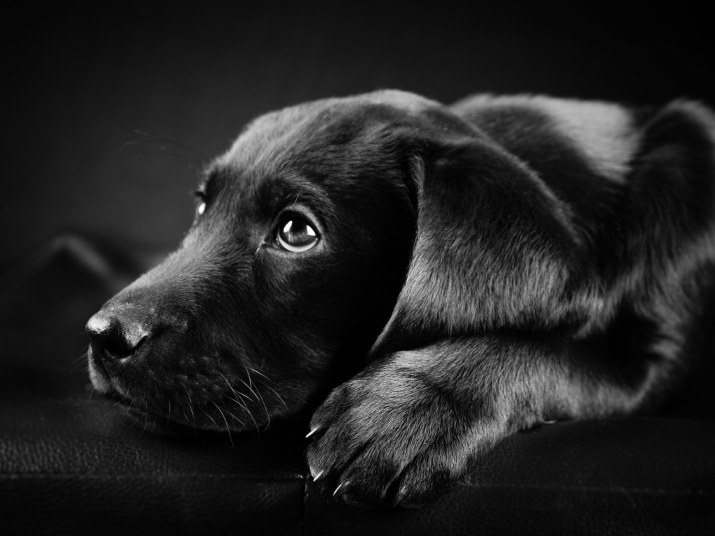 Black Labrador Puppy for 1024 x 768 resolution
