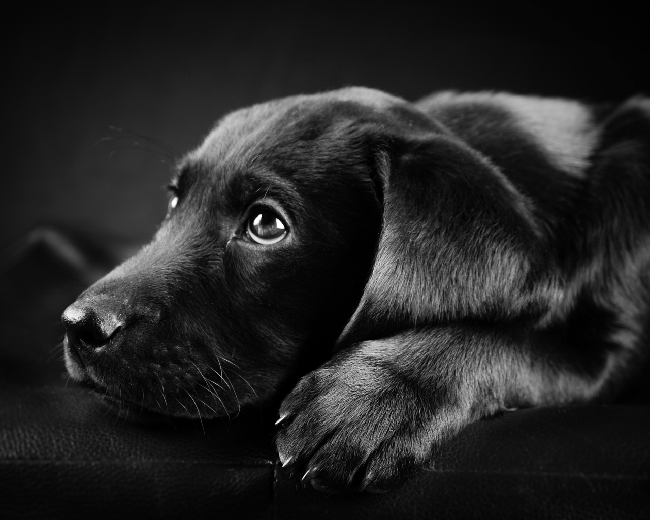 Black Labrador Puppy for 1280 x 1024 resolution