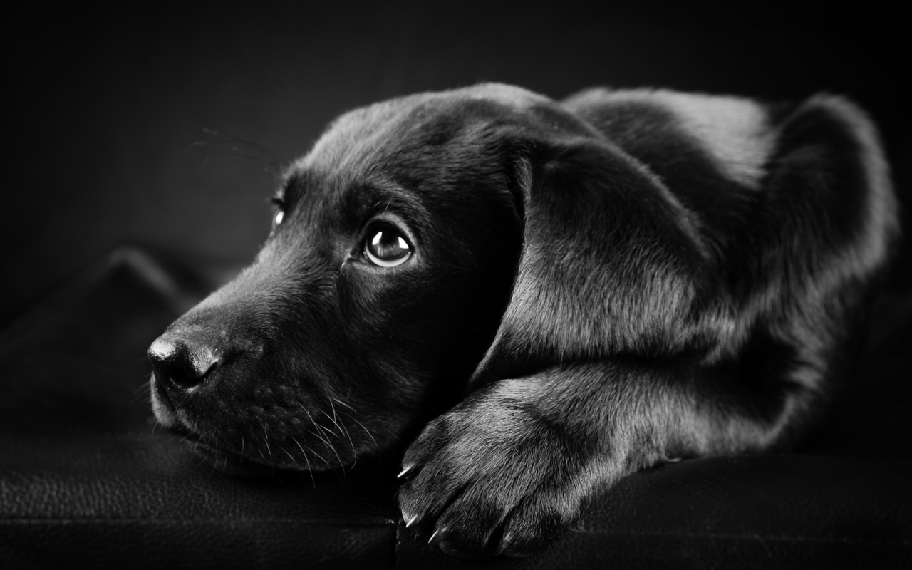 Black Labrador Puppy for 1280 x 800 widescreen resolution