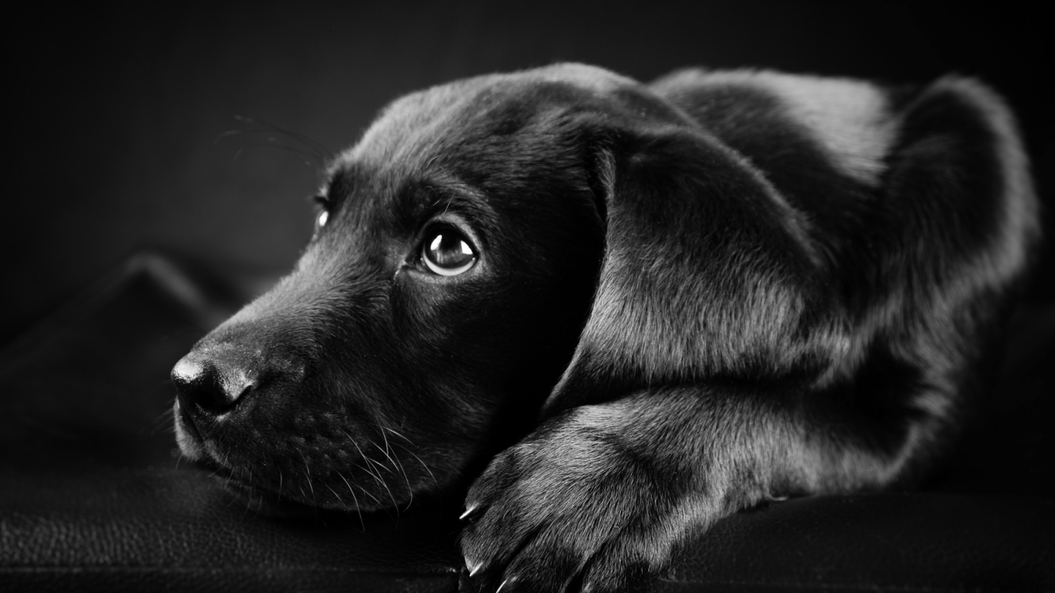 Black Labrador Puppy for 1536 x 864 HDTV resolution