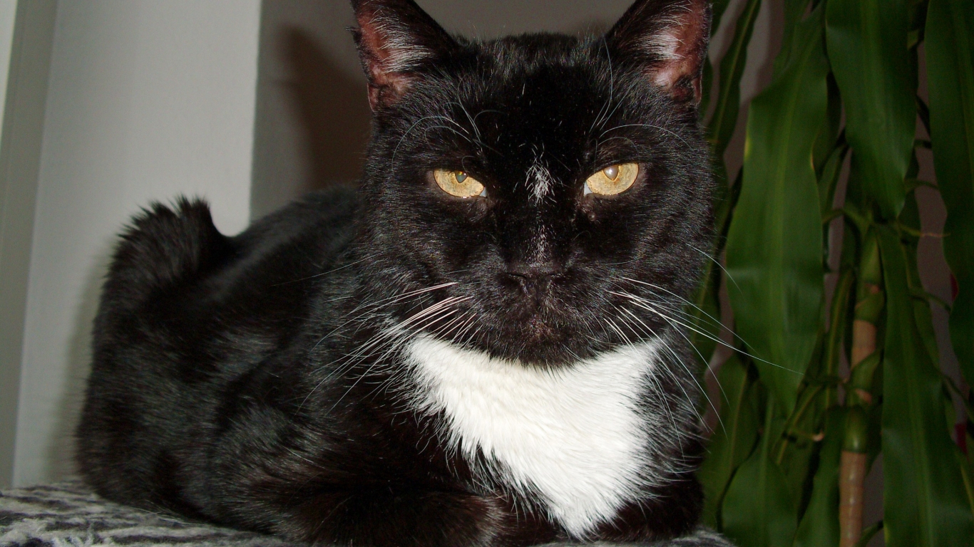 Black old Cat for 1366 x 768 HDTV resolution