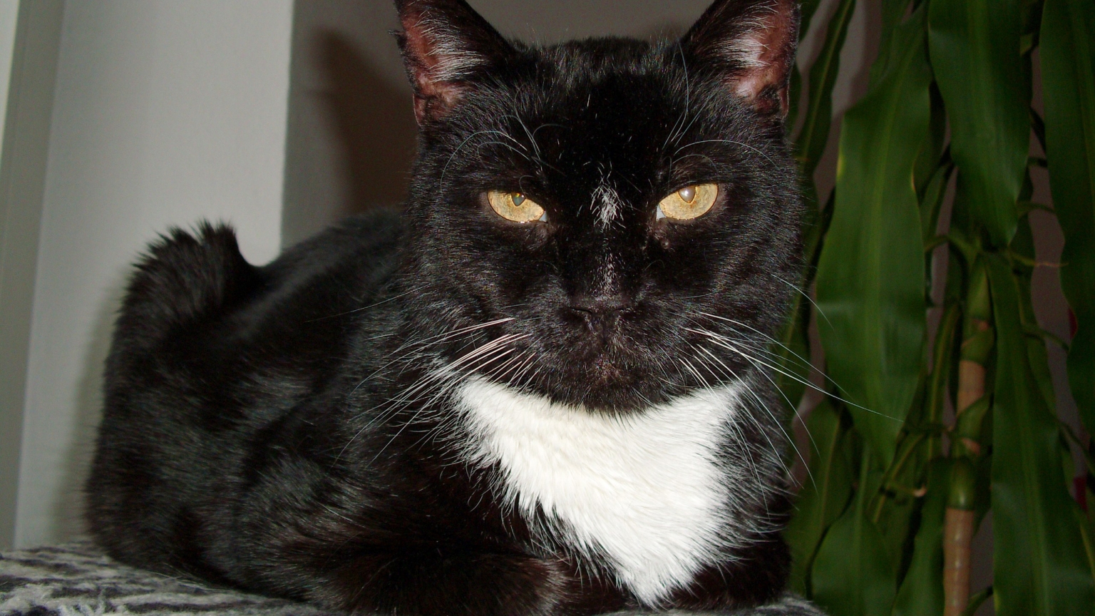 Black old Cat for 1536 x 864 HDTV resolution