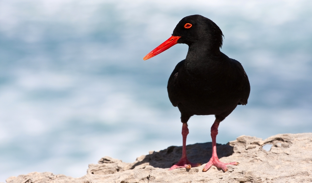 Black Oystercatcher for 1024 x 600 widescreen resolution