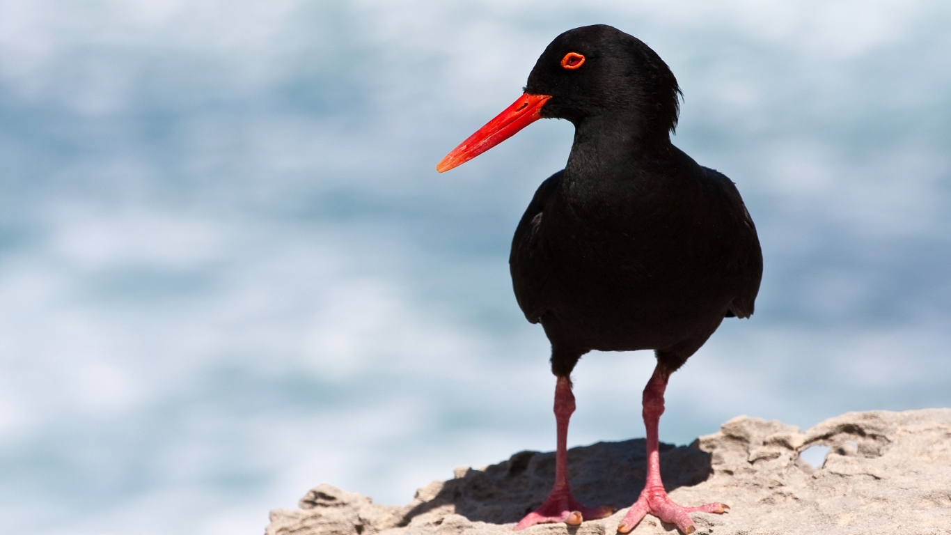 Black Oystercatcher for 1366 x 768 HDTV resolution