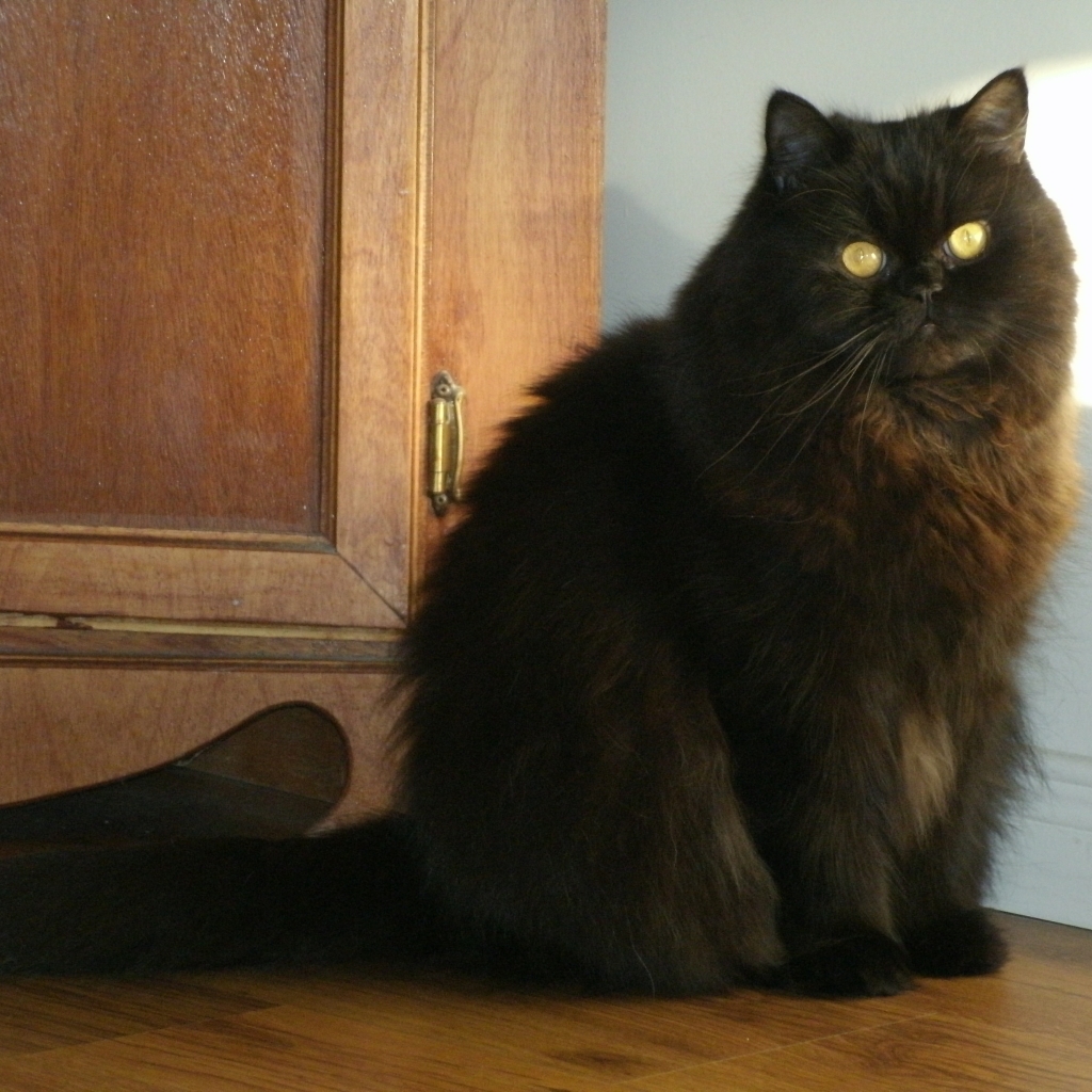 Black Persian Cat for 1024 x 1024 iPad resolution