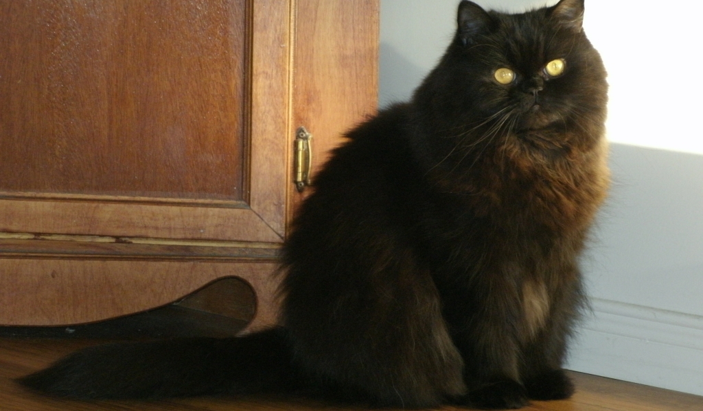 Black Persian Cat for 1024 x 600 widescreen resolution