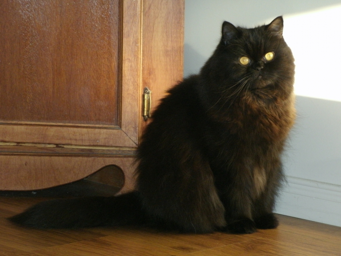 Black Persian Cat for 1152 x 864 resolution