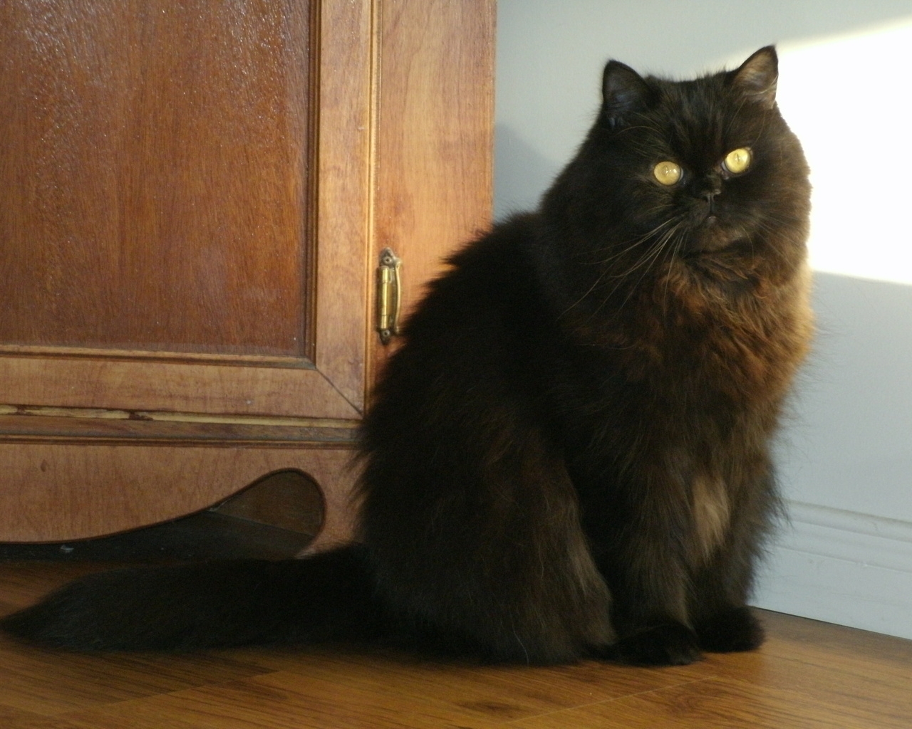 Black Persian Cat for 1280 x 1024 resolution