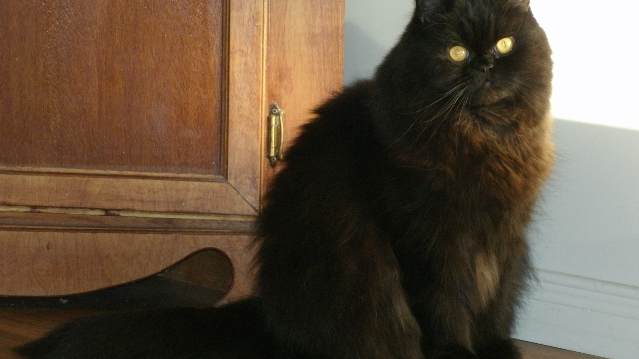 Black Persian Cat for 1280 x 720 HDTV 720p resolution