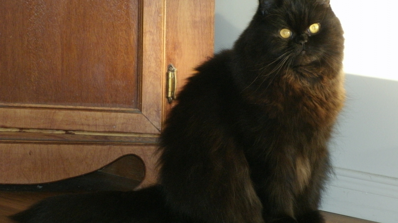 Black Persian Cat for 1366 x 768 HDTV resolution