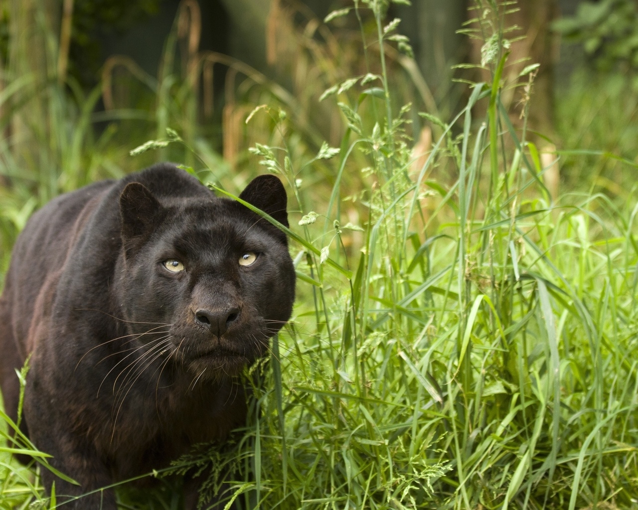 Black Puma for 1280 x 1024 resolution