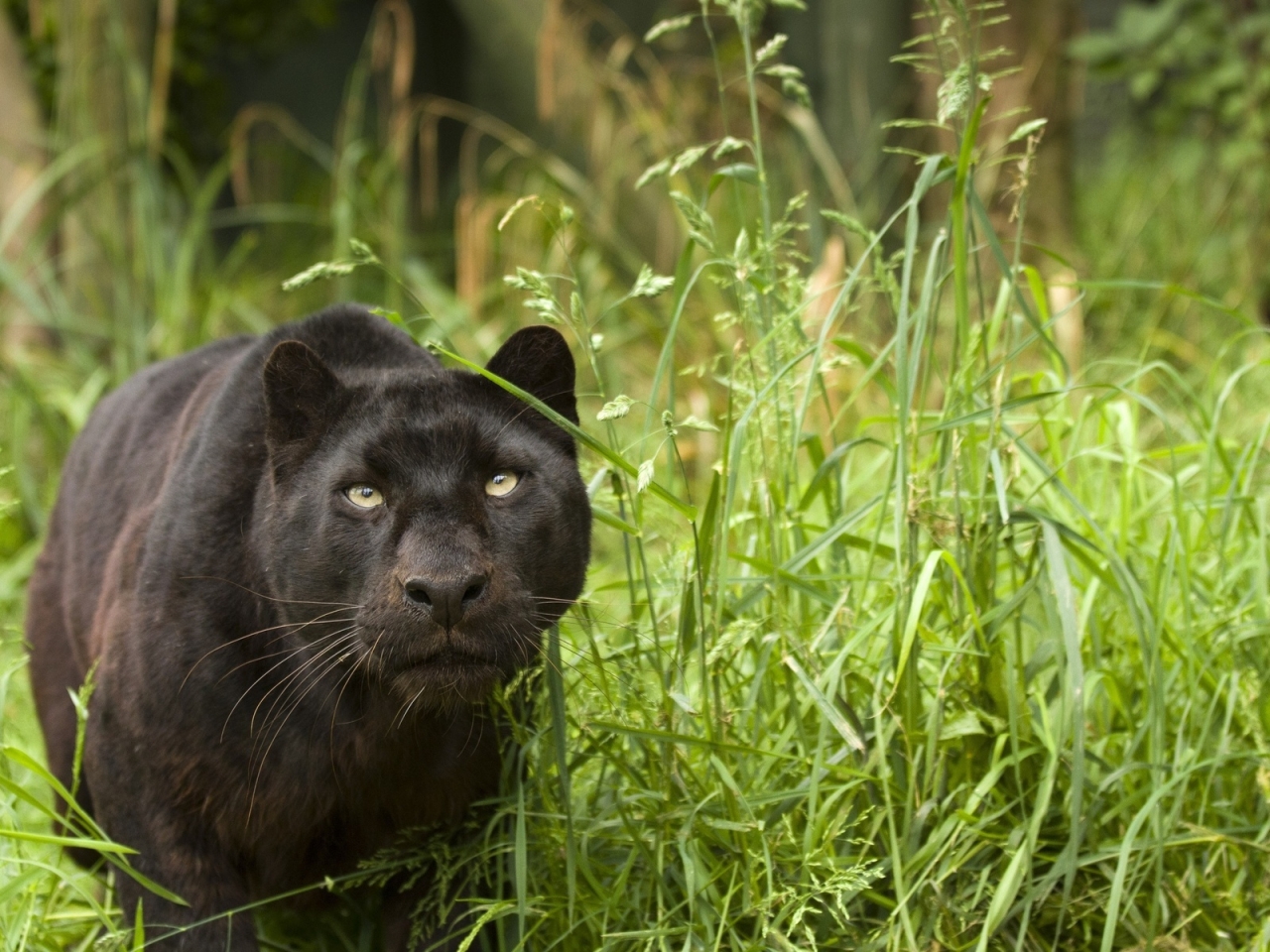 Black Puma for 1280 x 960 resolution