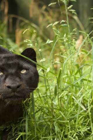 Black Puma for 320 x 480 iPhone resolution