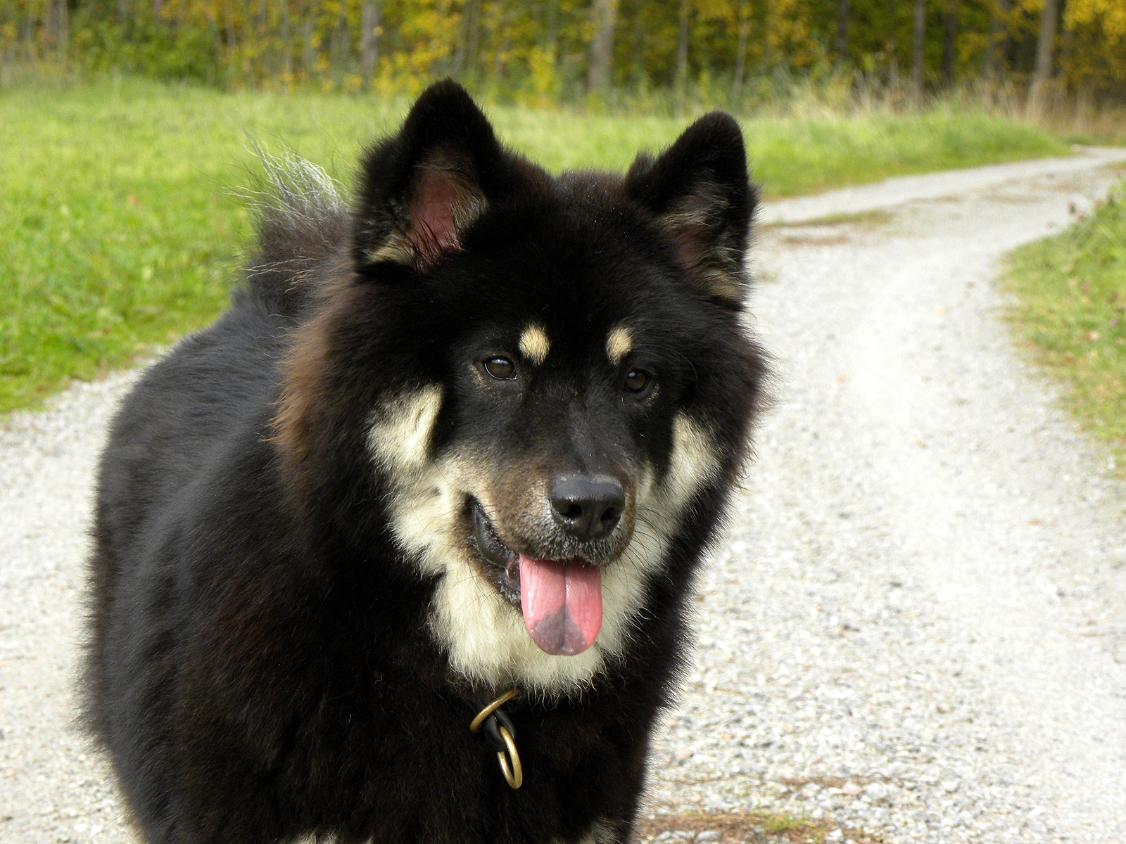 Black Saarloos Wolfdog for 1600 x 1200 resolution